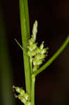 Eastern woodland sedge